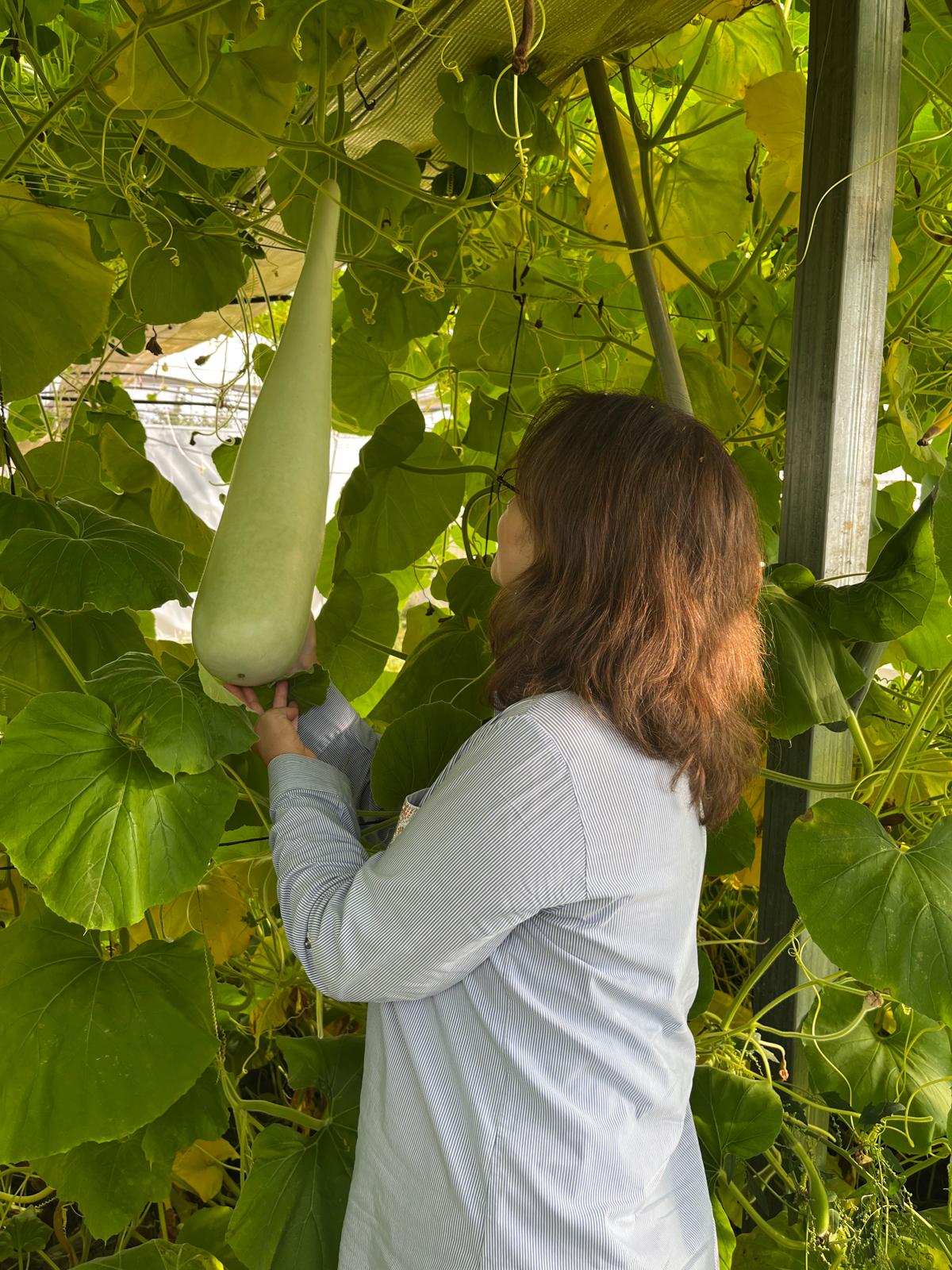 Haylan Gourd Harvest from Our University: A New Success Story in Organic Agriculture