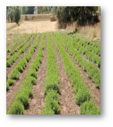 Important Contribution to Regional Development from our University: We Received Geographical Indication Registration of Bayburt Tarragon